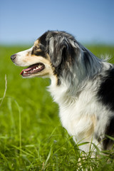 Australian Shepherd
