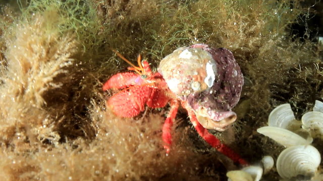 Pagurus (Dardanus Arrosor) on seaweed.