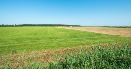 Harvesting hay in summer