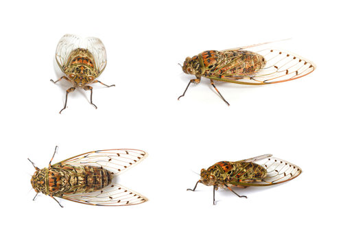 Set Of Cicada Insect