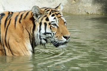 Siberian tiger