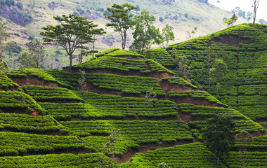 Tea plantation