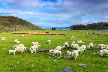 Sheep in a mountain landscape