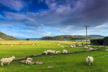 Farm sheep in a wide mountain landscape