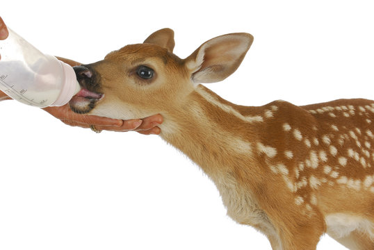 orphaned fawn