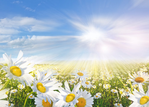 Summer: Field of daisy flowers with blue sky and clouds