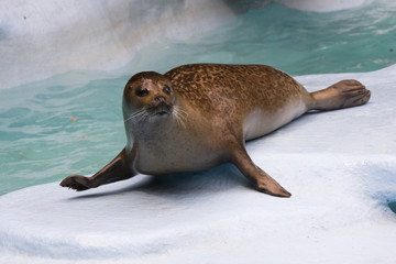 Harbor seal (Phoca vitulina) © belizar