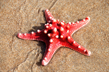 Red sea star isolated