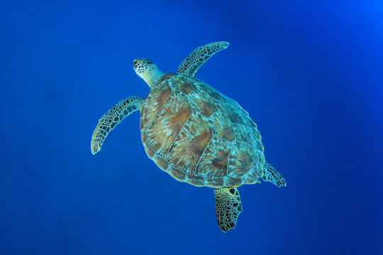 Green Sea Turtle in blue ocean