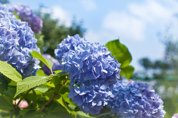 Fleurs d& 39 hortensia bleu