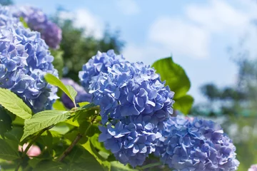 Fotobehang Hydrangea Blauwe hortensia bloemen