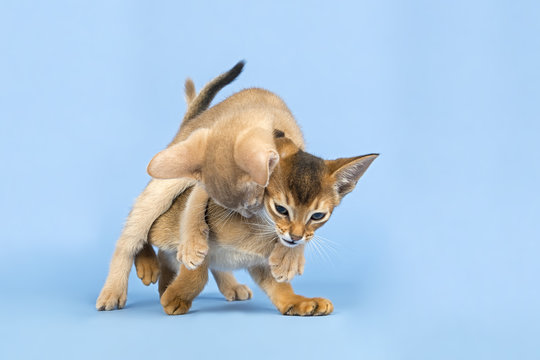 Katzen-Abessinier 0457