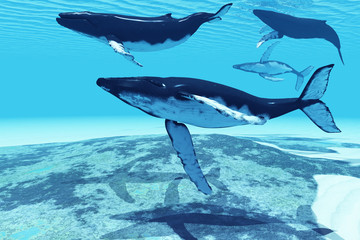 Naklejka premium Whale Pod