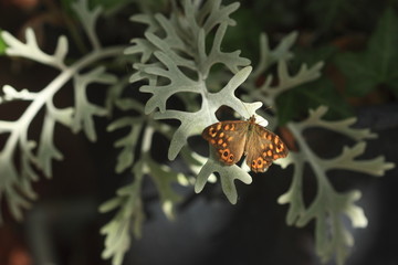 Papillon sur une plante grise
