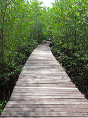 Boardwalk in mangrove forest