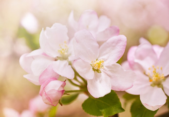 Fototapeta na wymiar Kwiaty dzikiej jabłoni