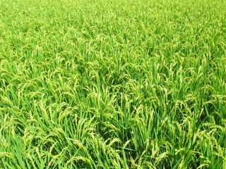 稲作・水田・農業