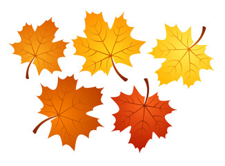 Fototapeta na wymiar Autumn maple leaves of various colors. Vector illustration.