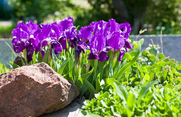 Fototapete bei efototapeten.de bestellen   