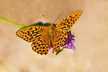 Kaisermantel, Argynnis paphia