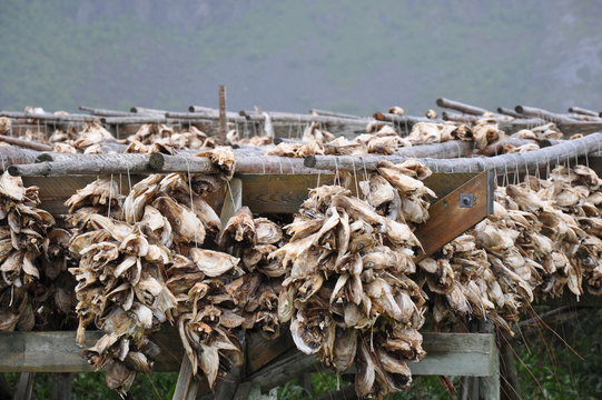 K&ouml;pfe rollen - Fischk&ouml;pfe auf den Lofoten