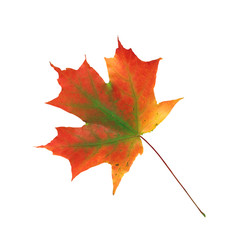 autumn maple leaf isolated on a white background