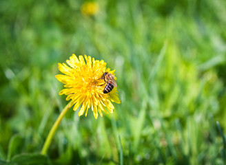 Bee On Dandelion