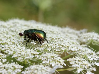 Rosenkäfer auf Wilder Möhre
