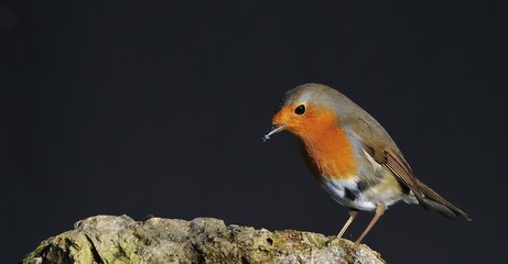 Robin.