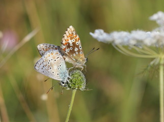 Drei Silbergrüne Bläulinge (Polyommatus coridon)