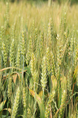 Green Wheat