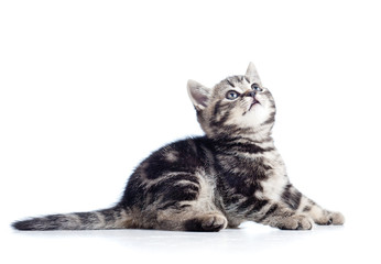 side view of black cat kitten