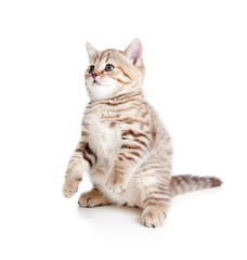 funny cat kitten standing on hind legs
