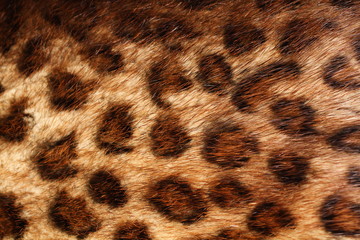 Leopard fur background 