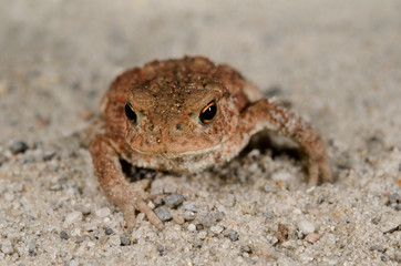 toad portrait, focus head
