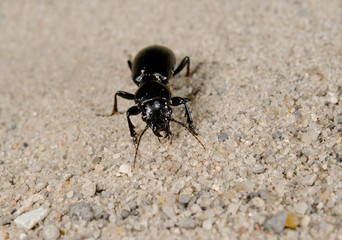 black ground beetle macro, focus head