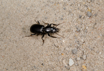 black ground beetle from above on sand