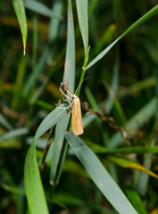 tiny moth clings to grass, evening