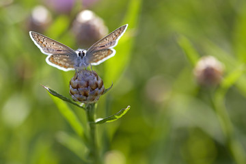 Common blue butterfly