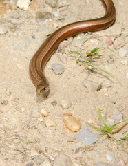 blind worm confrontation
