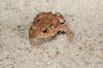 kriechende junge Erdkröte