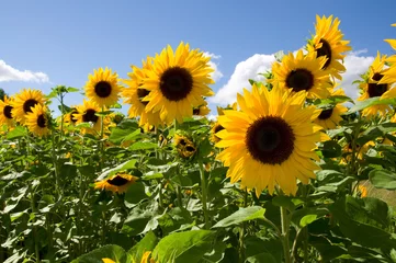 Selbstklebende Fototapete Sonnenblume Sonnenblumen