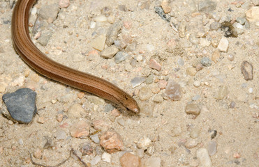 Blindschleiche (Kopf, Vorderteil)
