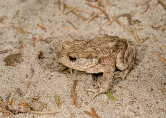 sandy camouflage toad