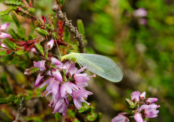 green lacewing, common heather