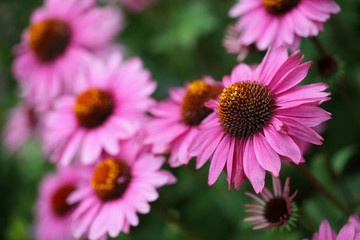 Echinacea purpurea