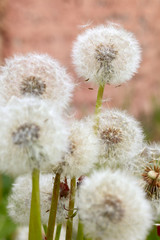 Dandelion flowers