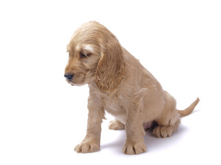 cocker spaniel