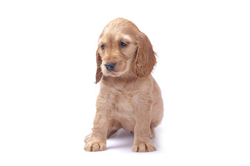 cocker spaniel