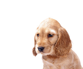 cocker spaniel puppy